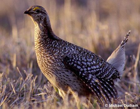 Columbian Sharp-tailed Grouse